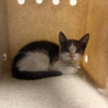 Wyborne -  Domestic Short Hair Cat for Adoption in Reno, Nevada - Wyborne | PetCurious