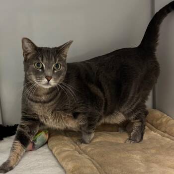 Domestic Short Hair Cats Available for Adoption - Sully | PetCurious