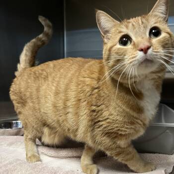 Rescue Domestic Short Hair Cats for Adoption - Boo | PetCurious