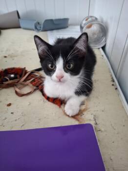 Baccarat -  Domestic Short Hair Cat Available for Adoption in San Diego, California - Baccarat | PetCurious