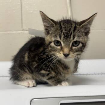 Petunia -  Domestic Short Hair Cat for Adoption in Birmingham, Alabama - Petunia | PetCurious