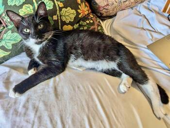 Rescue Domestic Short Hair Cats for Adoption in East Orange, New Jersey - Asparagus | PetCurious