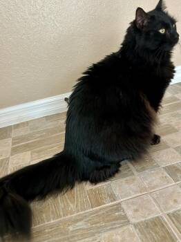 Zeke (Petsense) -  Domestic Long Hair Cat for Adoption in Ocala, Florida - Zeke (Petsense) | PetCurious