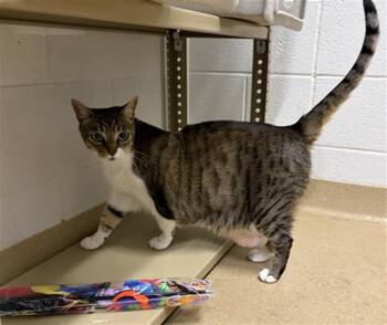 Domestic Short Hair Cats Available for Adoption in Derwood, Maryland - TRUDY | PetCurious