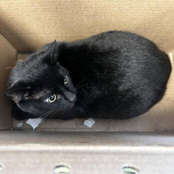 Rowlf -  Domestic Short Hair Cat for Adoption in Philadelphia, Pennsylvania - Rowlf | PetCurious