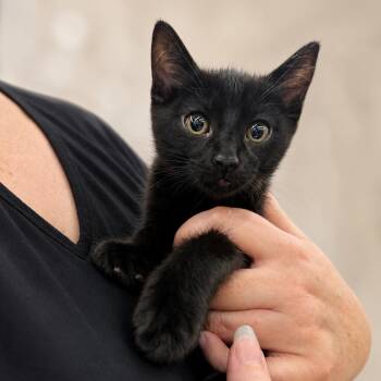 Jett -  Domestic Short Hair Cat for Adoption in Sacramento, California - Jett | PetCurious