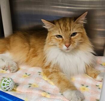 Domestic Long Hair Cats Available for Adoption - Carrot (boones Creek Village) | PetCurious