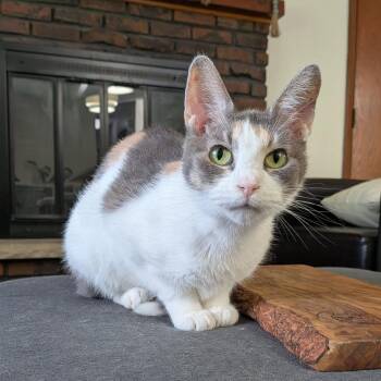 Clementine $150 -  American Shorthair Cat for Adoption in Milwaukee, Wisconsin - Clementine $150 | PetCurious