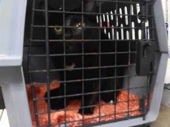 Domestic Short Hair Cats Available for Adoption in Omaha, Nebraska - PETER | PetCurious