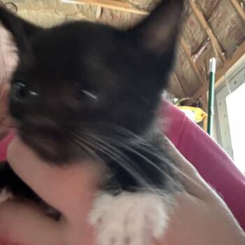 Rescue American Shorthair Cats for Adoption in Mount Vernon, Arkansas - Snow White | PetCurious