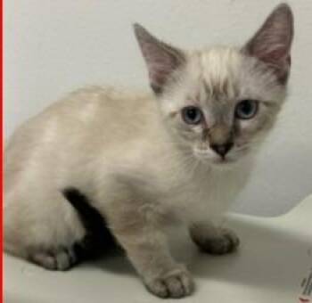 Jayce -  Siamese Cat for Adoption - Jayce | PetCurious