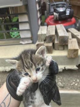 Domestic Medium Hair Cats Available for Adoption in Dallas, Texas - MIRA | PetCurious