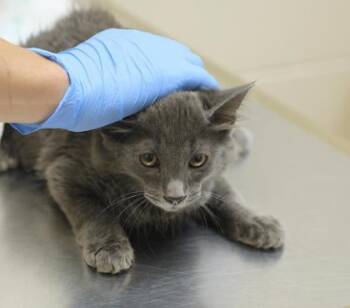 Henry -  Domestic Medium Hair and Domestic Short Hair Cat for Adoption in Westland, Michigan - Henry | PetCurious
