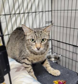 Rescue Domestic Short Hair Cats for Adoption in Neenah, Wisconsin - Dapple | PetCurious