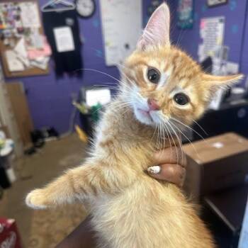 Rook -  Domestic Short Hair Cat for Adoption in Enterprise, Alabama - Rook | PetCurious
