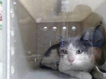 A553593 -  Domestic Short Hair Cat for Adoption in Moreno Valley, California - A553593 | PetCurious