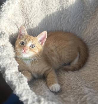 JOEY -  Domestic Short Hair Cat for Adoption in Tustin, California - JOEY | PetCurious