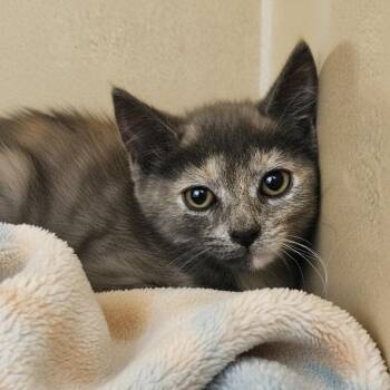 Fog -  Domestic Short Hair Cat for Adoption in Elyria, Ohio - Fog | PetCurious