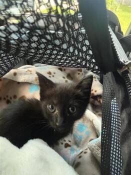 A658123 -  Domestic Short Hair Cat for Adoption in Houston, Texas - A658123 | PetCurious