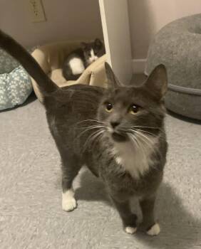 Domestic Short Hair Cats Available for Adoption - Alma  | PetCurious