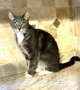 Allie -  Tabby Cat for Adoption in Theodore, Alabama - Allie | PetCurious