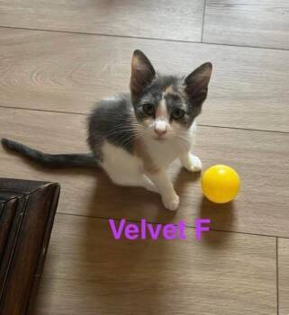Rescue Domestic Short Hair Cats for Adoption in Mustang, Oklahoma - Velvet | PetCurious