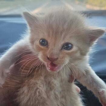 Saturn -  Domestic Short Hair Cat for Adoption in Nampa, Idaho - Saturn | PetCurious