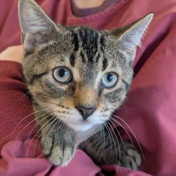 Rescue Domestic Short Hair Cats for Adoption - Spanky | PetCurious