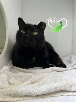 Stoik -  Domestic Short Hair Cat for Adoption in Delson, Quebec - Stoik | PetCurious