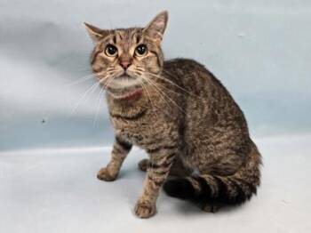 Angel -  Domestic Short Hair Cat for Adoption in Minneapolis, Minnesota - Angel | PetCurious