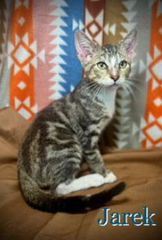 Rescue Domestic Short Hair and Tabby Cats for Adoption in Pleasanton, Texas - Jarek | PetCurious