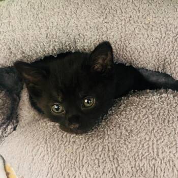Saga -  Domestic Short Hair Cat for Adoption in Mount Vernon, Indiana - Saga | PetCurious