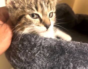 Rescue Tabby and Tuxedo Cats for Adoption in Ypsilanti, Michigan - Jalapeno | PetCurious