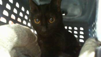 Domestic Short Hair Cats Available for Adoption in Charlotte, North Carolina - LUCI | PetCurious