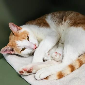 Gordo -  Domestic Short Hair Cat for Adoption in Garfield, Arkansas - Gordo | PetCurious