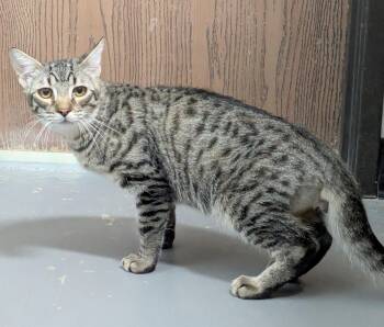 Petey -  Domestic Short Hair Cat for Adoption in Bisbee, Arizona - Petey | PetCurious