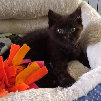 Michelle -  Domestic Short Hair Cat for Adoption in Avon, New York - Michelle | PetCurious