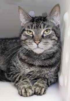 Halibut -  Domestic Short Hair Cat for Adoption in Mason, Michigan - Halibut | PetCurious