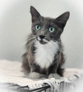 Rescue Domestic Long Hair Cats for Adoption - Twila | PetCurious
