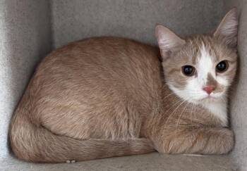 Rescue Domestic Short Hair Cats for Adoption in Salisbury, North Carolina - MARANA | PetCurious