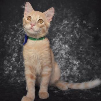 Captain Malcolm Reynolds -  Domestic Short Hair Cat for Adoption in Overland Park, Kansas - Captain Malcolm Reynolds | PetCurious