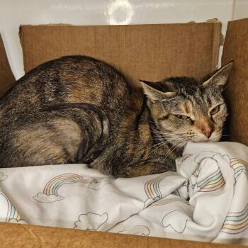 Domestic Short Hair Cats Available for Adoption - Constance | PetCurious