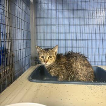 Domestic Short Hair Cats Available for Adoption - Sarabi | PetCurious