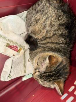 Domestic Short Hair Cats Available for Adoption in Cloquet, Minnesota - Thomas | PetCurious