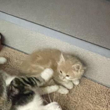 Dot -  Domestic Short Hair Cat Available for Adoption in North Battleford, Saskatchewan - Dot | PetCurious