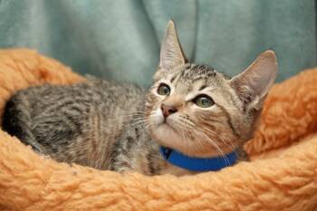 Rescue Domestic Short Hair Cats for Adoption in Kingsland, Georgia - Rollie | PetCurious