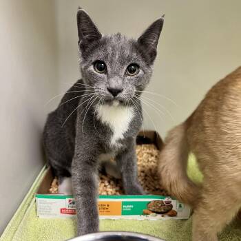 72139 -  Domestic Short Hair Cat for Adoption in Harrisonburg, Virginia - 72139 | PetCurious