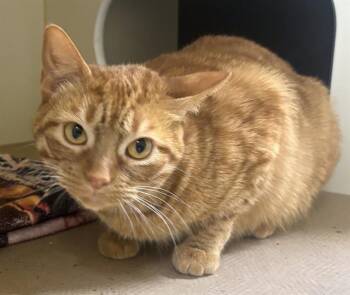 Domestic Short Hair Cats Available for Adoption in Dedham, Massachusetts - POPPY | PetCurious
