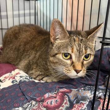 Piglett -  Domestic Short Hair Cat for Adoption in Normal, Illinois - Piglett | PetCurious