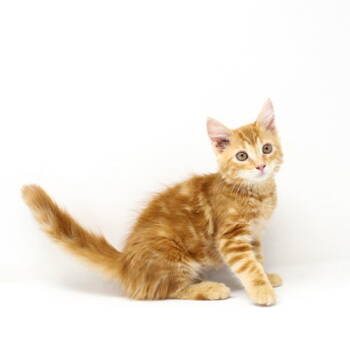 Rescue Domestic Long Hair Cats for Adoption in Florence, Arizona - Esther | PetCurious